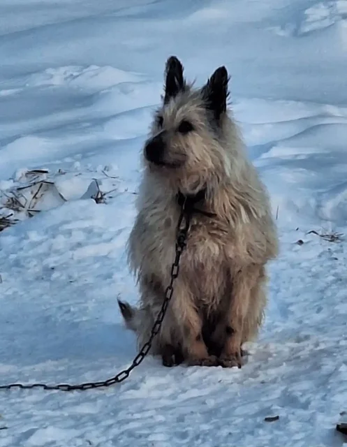 Ищут дом для двух собак с рынка "Южный" в Тюмени - Собаки в Тюмень