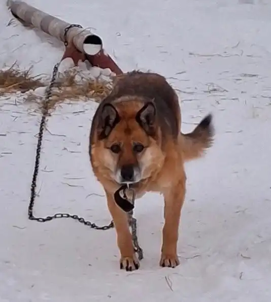Ищут дом для двух собак с рынка "Южный" в Тюмени - Собаки (Животные) в Тюмень