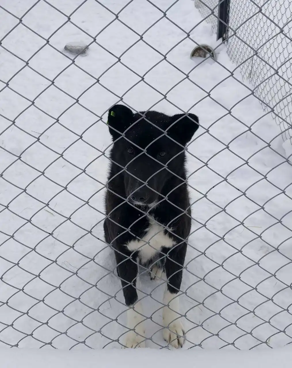 Алабай с подрезанными ушами ищет дом - Собаки (Животные) в Тюмень