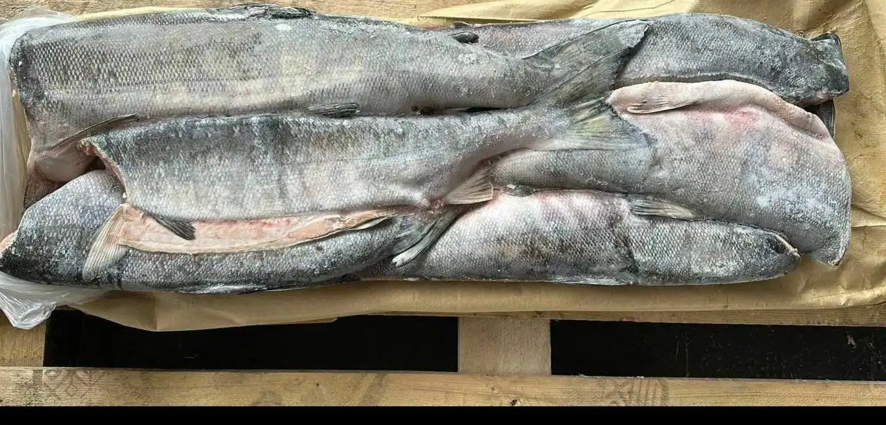 Продажа кеты (дикого лосося) потрошеной без головы - Продукты питания (Барахолка) в Тюмень