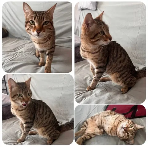 Молодой кастрированный кот Прохор ищет дом - Сельскохозяйственные животные в Тюмень