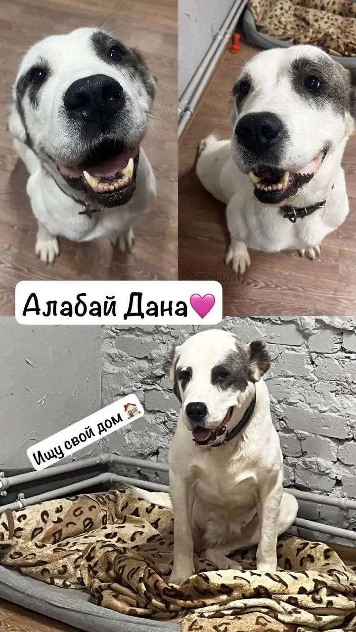 Собака породы алабай по кличке Дана - Собаки (Животные) в Тюмень