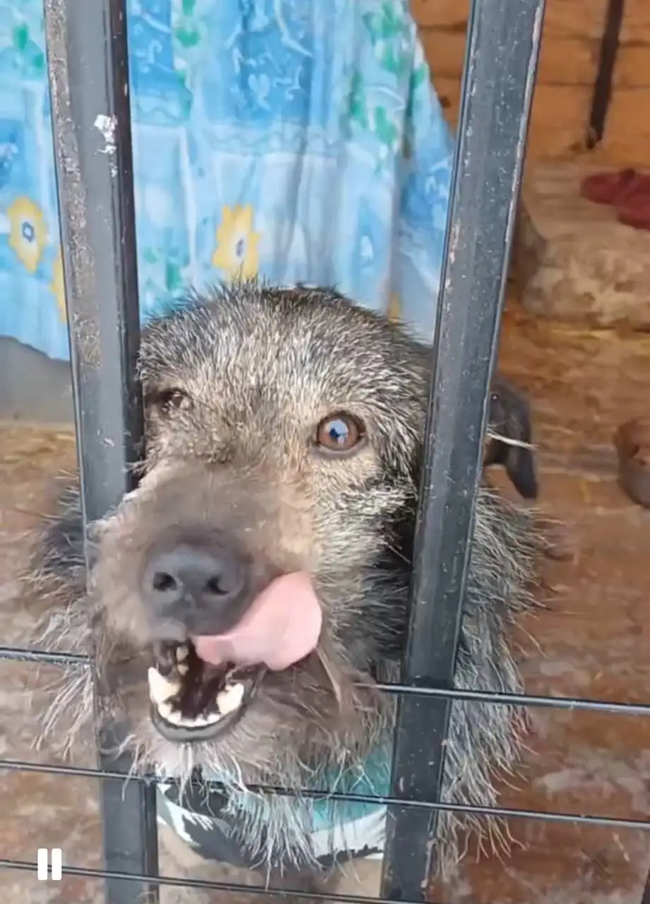 Щенок Гоша для дома или квартиры - Собаки (Животные) в Тюмень