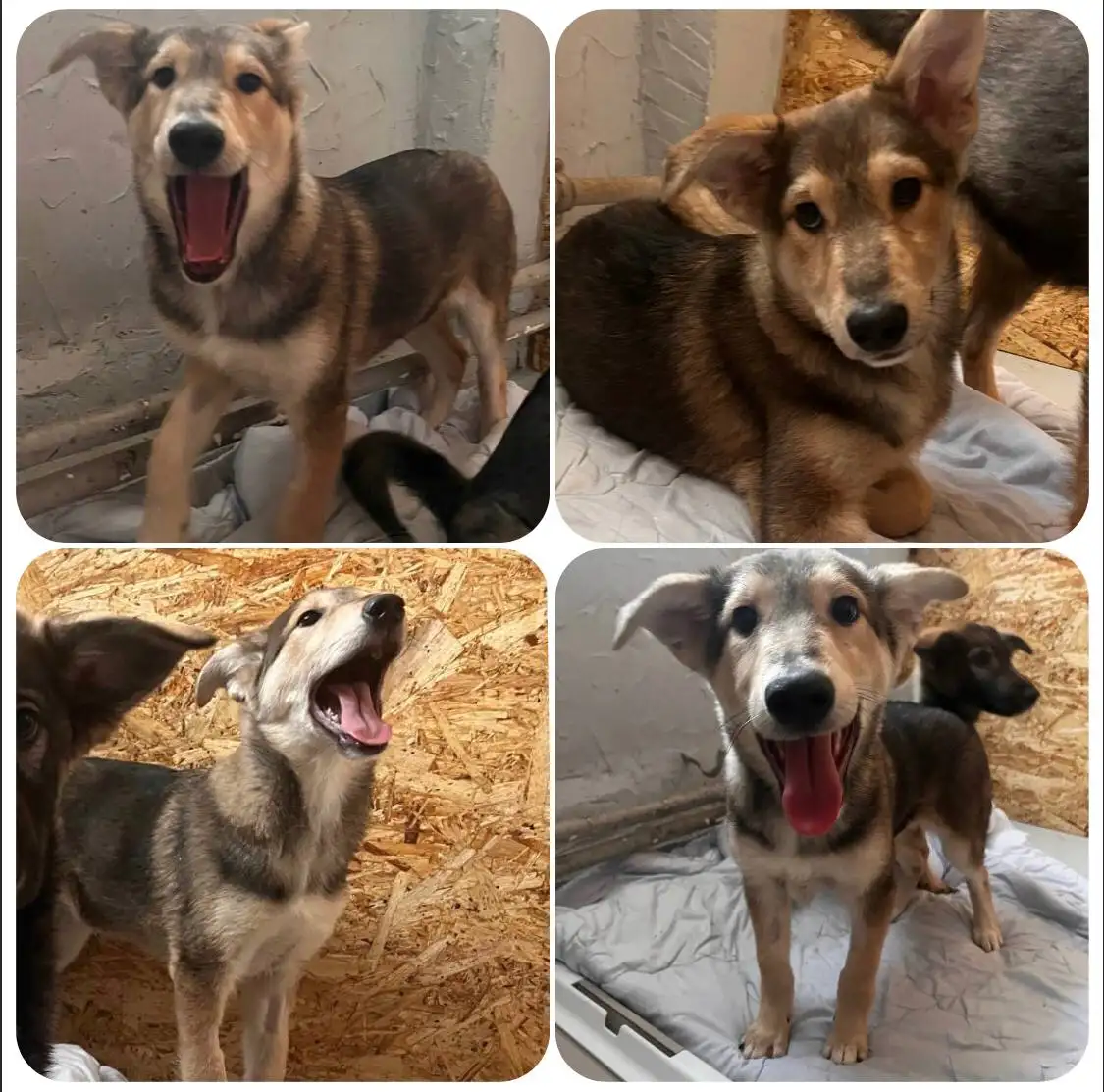 Щенок 5 месяцев ищет дом - Собаки (Животные) в Тюмень