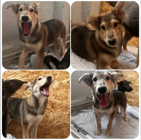 Щенок 5 месяцев ищет дом - Собаки в Тюмень