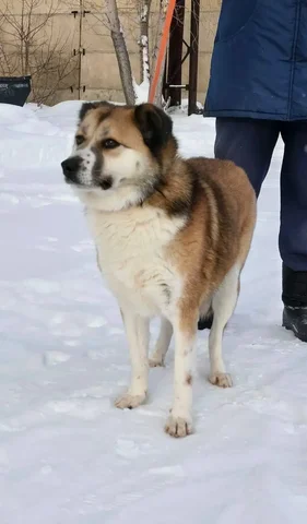 Ищет дом спокойная и ласковая собака из приюта - Собаки в Тюмень