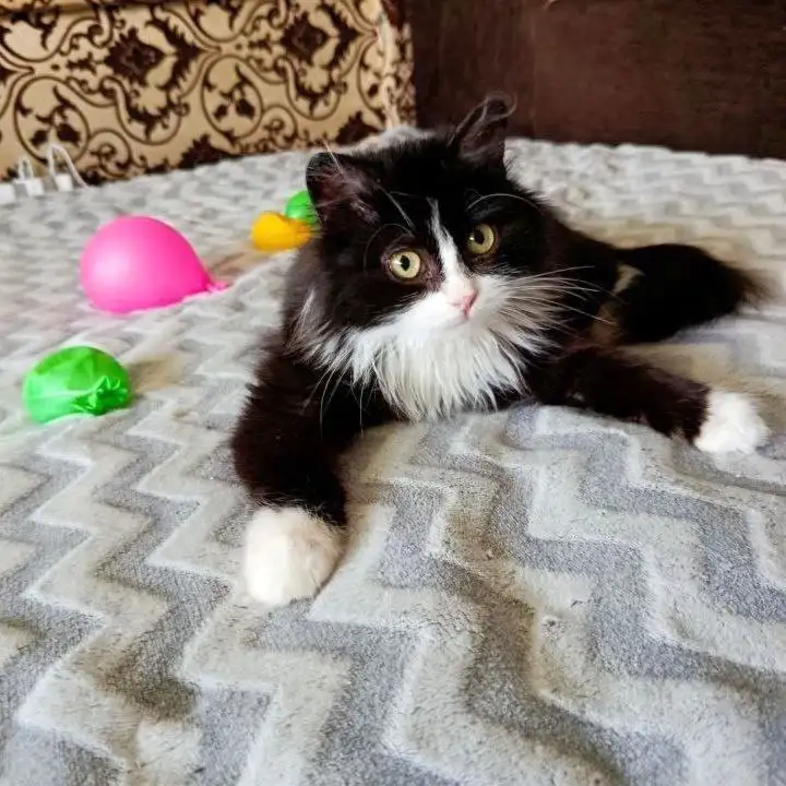 Черная кошка Блэки ищет дом - Кошки (Животные) в Тюмень