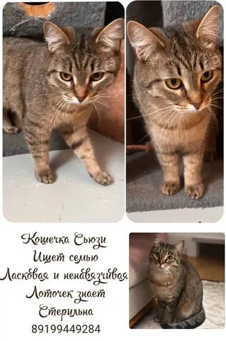 Кошка Сьюзи - Животные в Тюмень