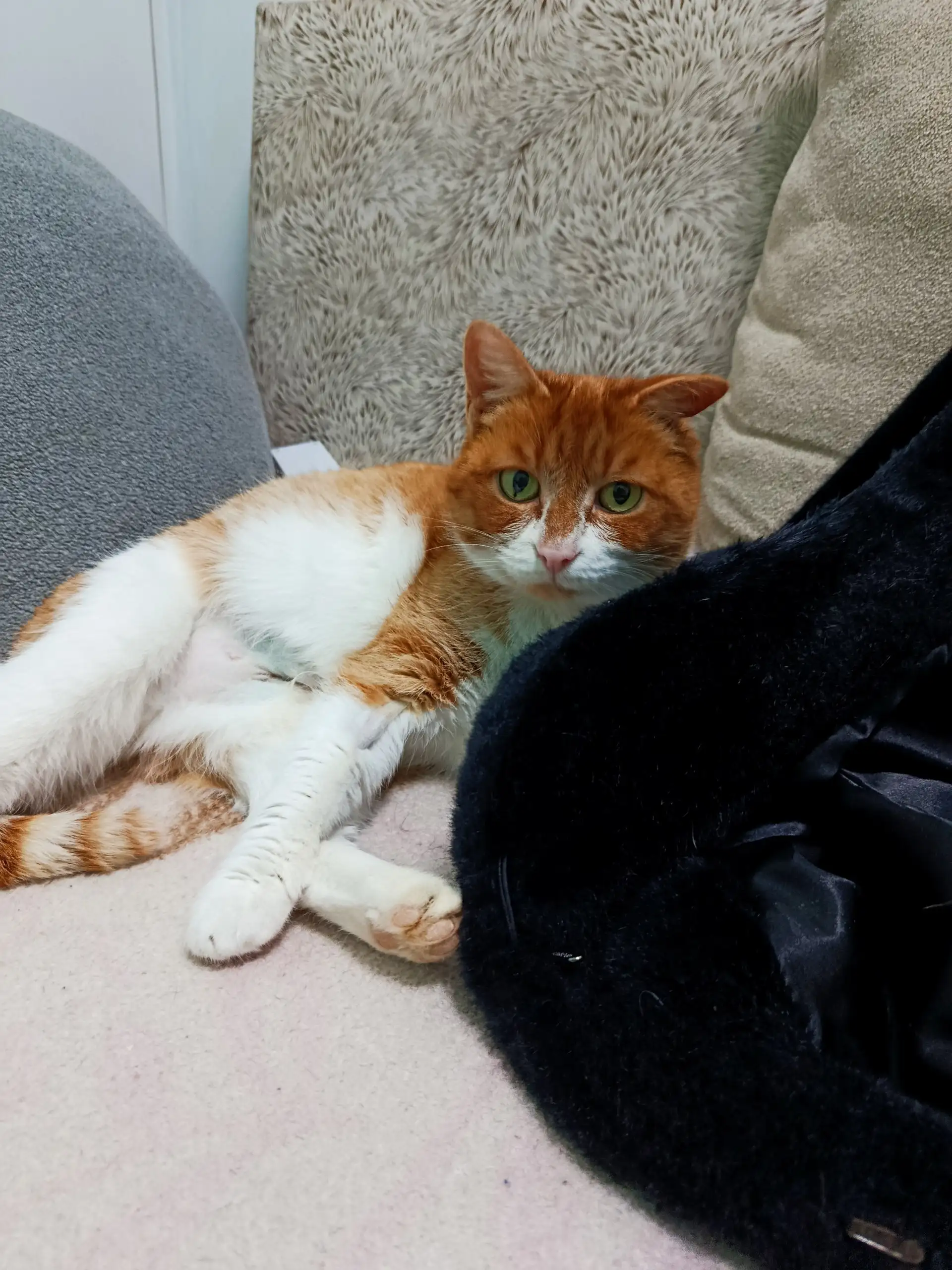 Воспитанная кошечка Тонами ищет дом - Кошки (Животные) в Тюмень