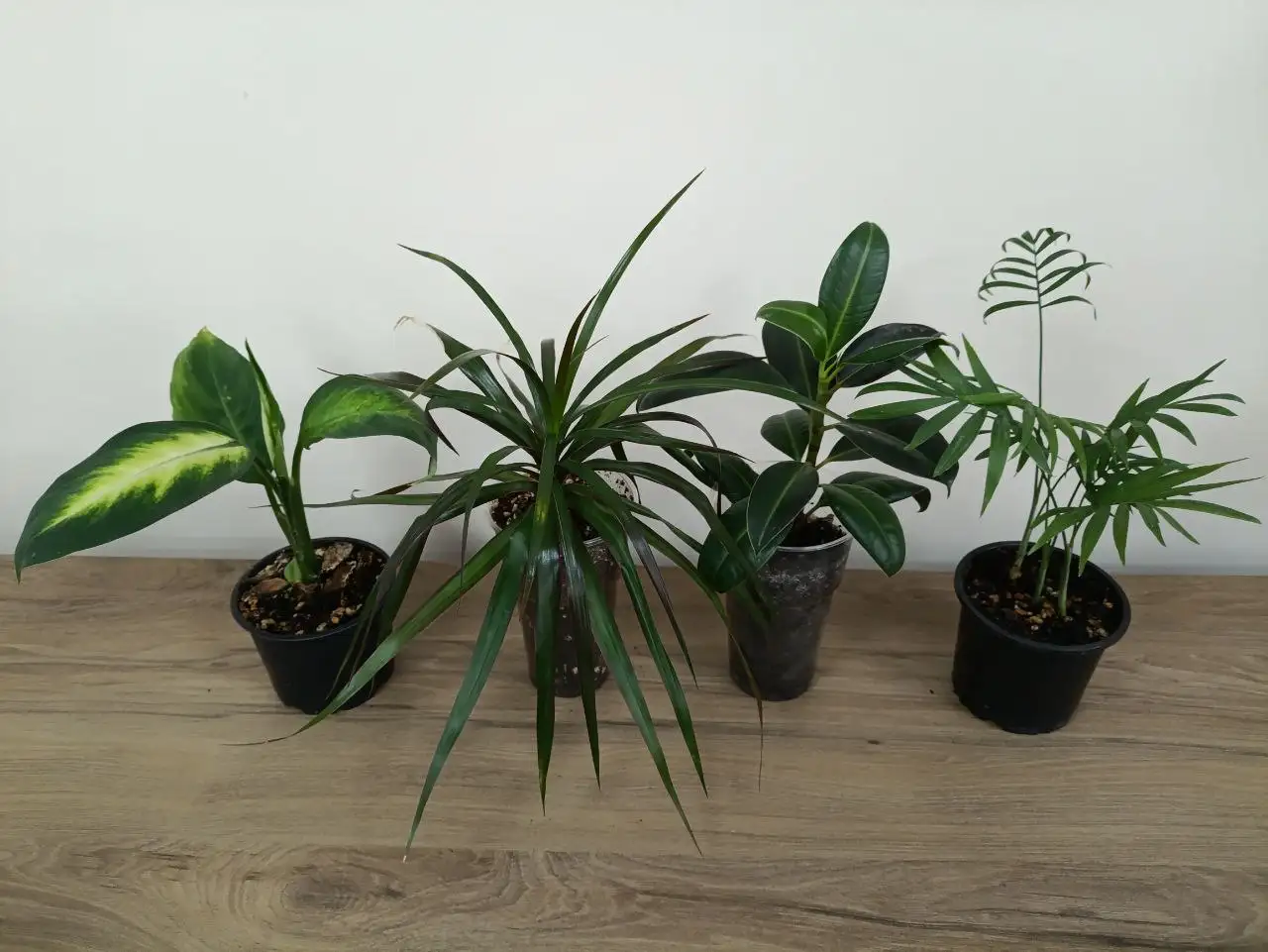 Продажа комнатных растений - Растения (Хобби и отдых) в Тюмень