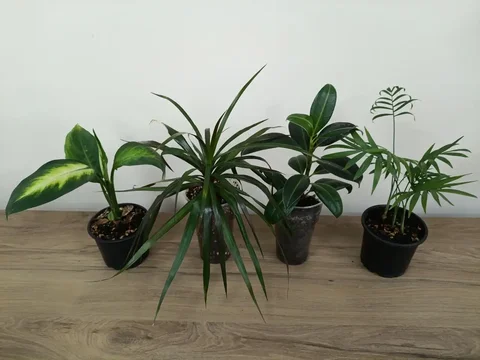 Продажа комнатных растений - Хобби и отдых в Тюмень