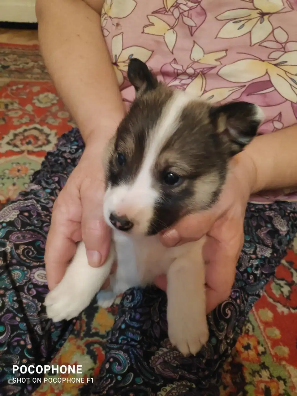 Поиск собаки в Тюмени - Собаки (Животные) в Тюмень