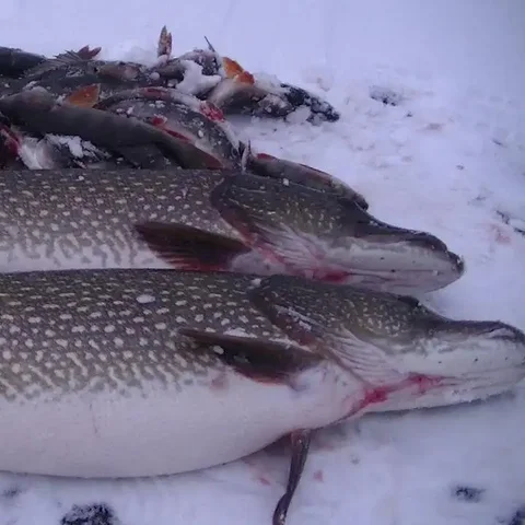 Щука свежая с икрой - Холодильники в Тюмень