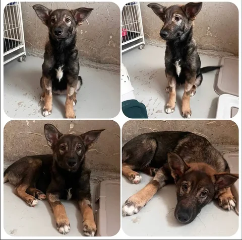 Щенок 5 месяцев кобель - Животные в Тюмень