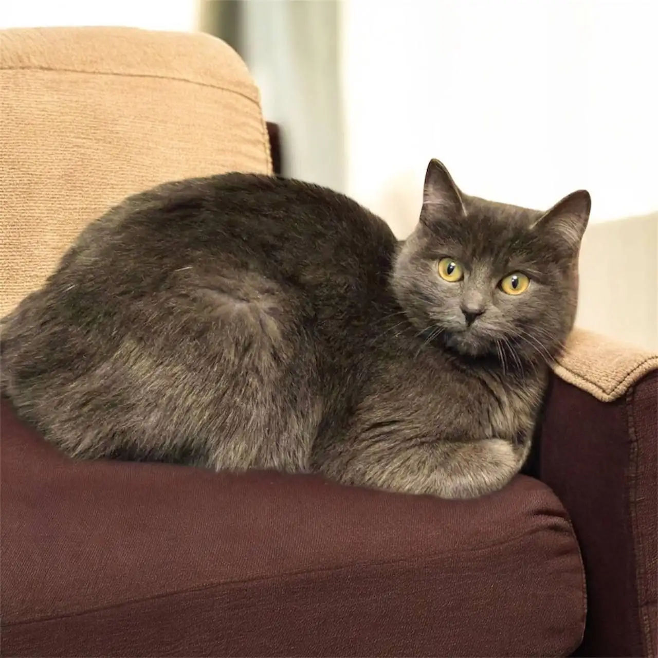 Воспитанная кошечка Лейла ищет дом - Кошки (Животные) в Тюмень