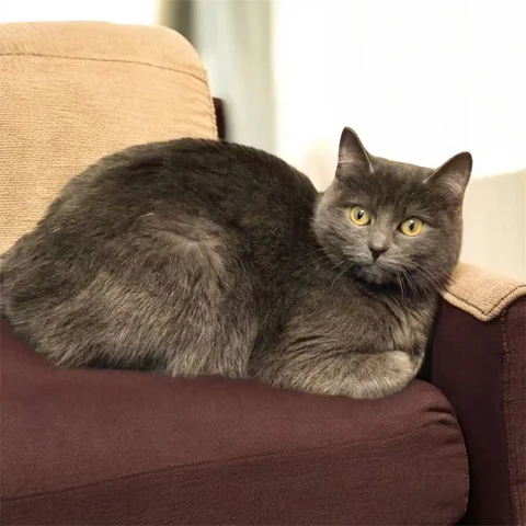 Воспитанная кошечка Лейла ищет дом - Животные в Тюмень