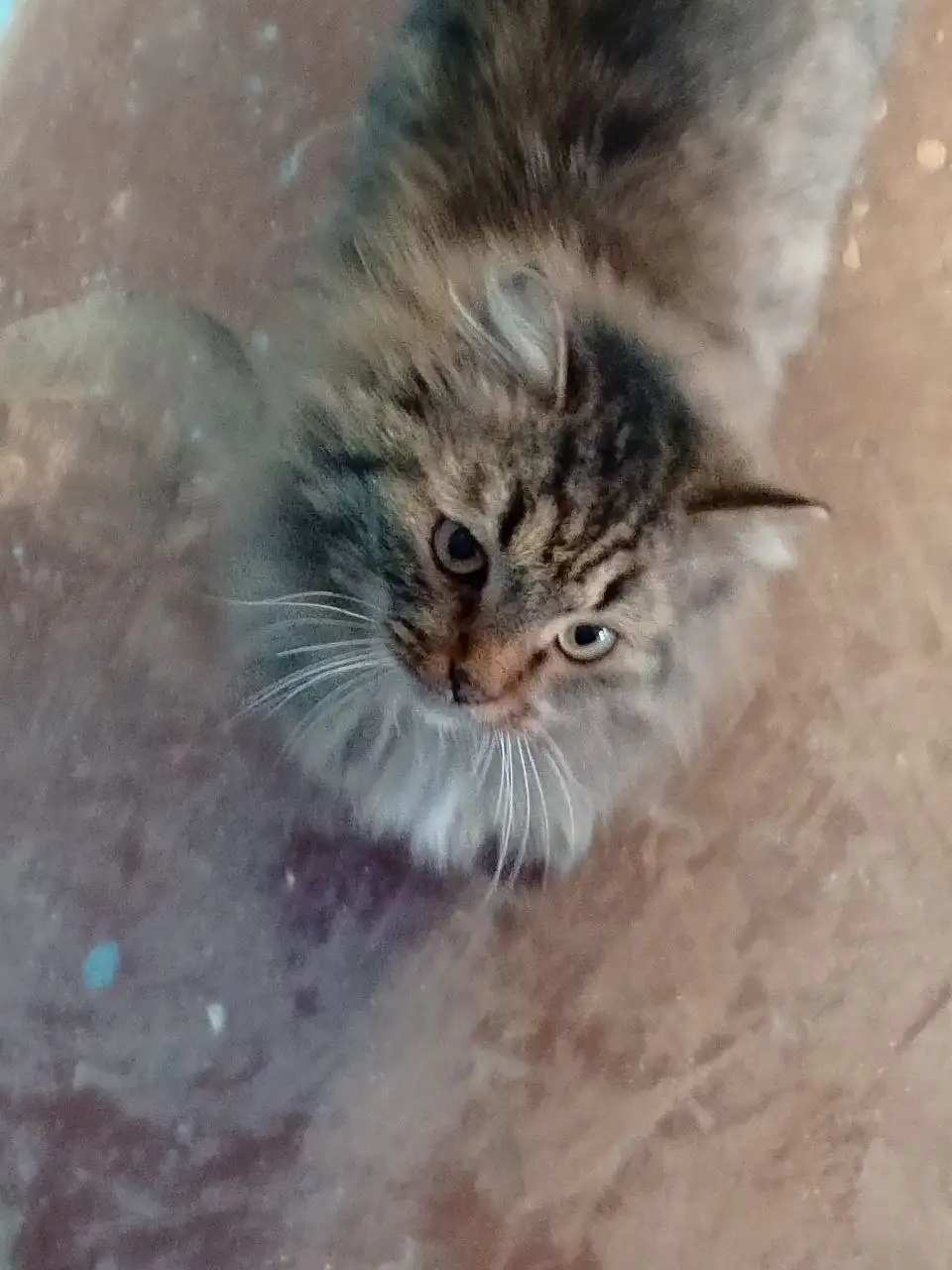 Воспитанная кошечка Маруна ищет дом - Кошки (Животные) в Тюмень