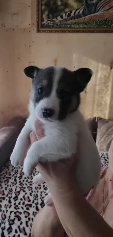 Щенок для дома - Животные в Тюмень