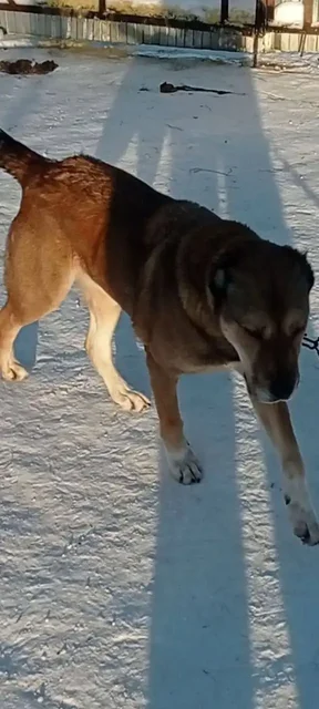 Алабай для семьи в Тюмени - частное объявление в Тюмень