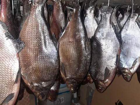 Лещ колодка с икрой - Запчасти для самокатов в Тюмень