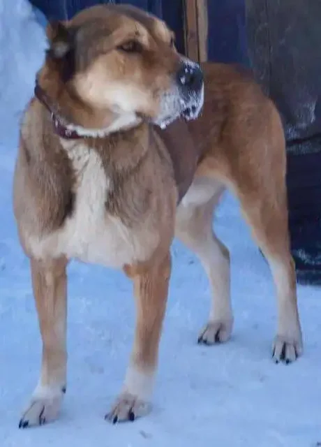 Алабай для семьи - Собаки в Тюмень