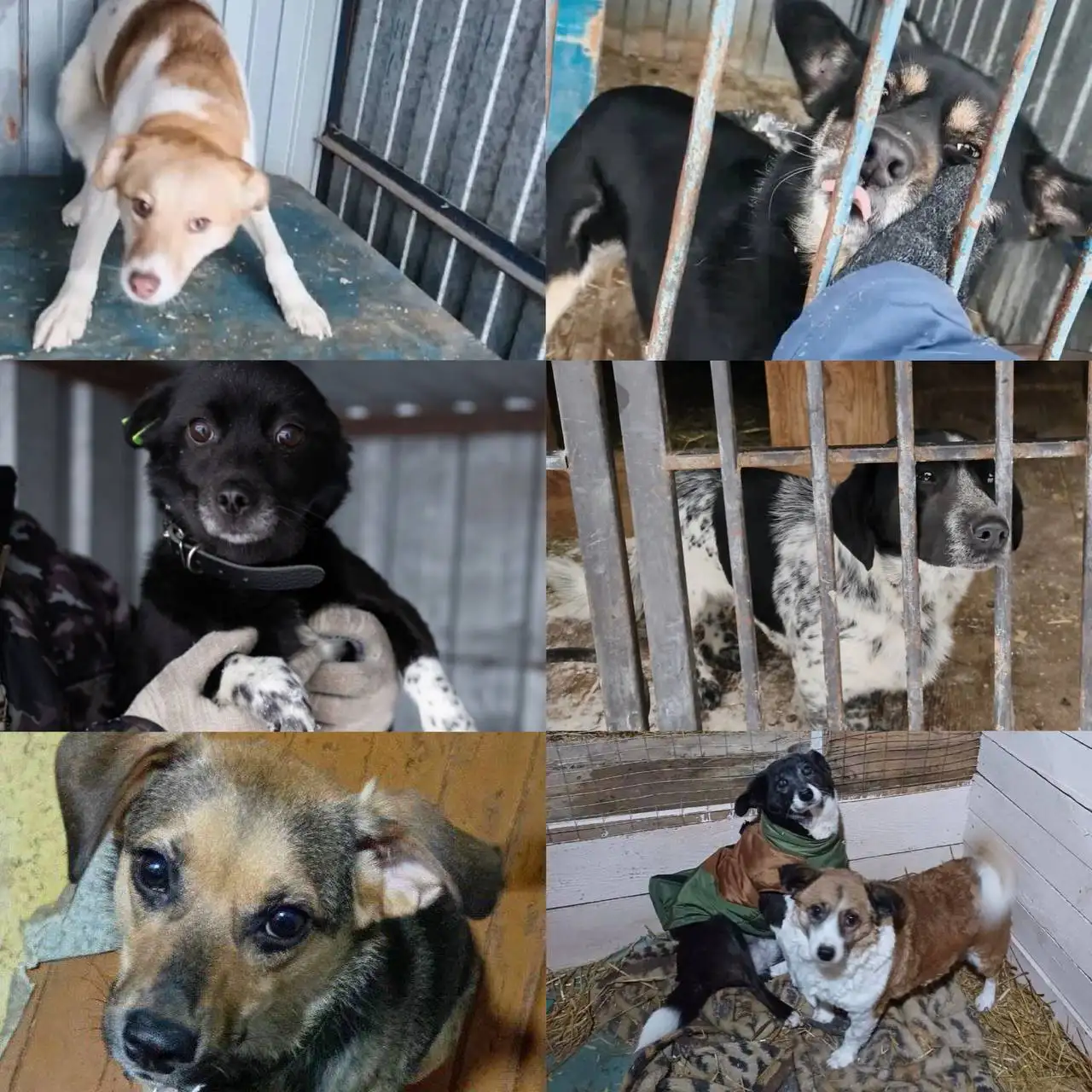 Маленькие собачки размером с кошку для домашнего содержания - Собаки (Животные) в Тюмень