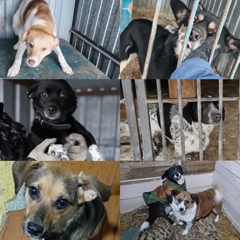 Маленькие собачки размером с кошку для домашнего содержания - Собаки в Тюмень