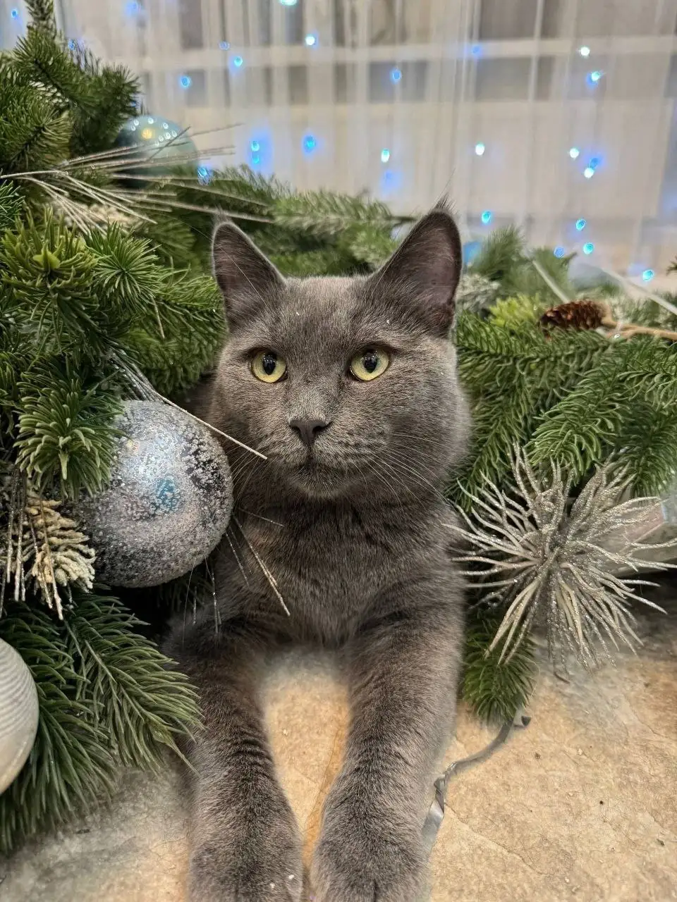 Кошечка Церцея ищет дом в Тюмени - Кошки (Животные) в Тюмень