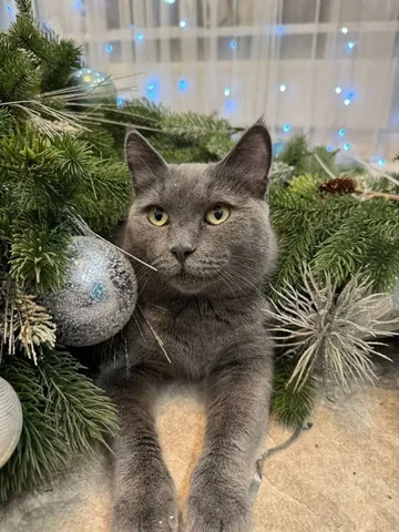 Кошечка Церцея ищет дом в Тюмени - частное объявление в Тюмень