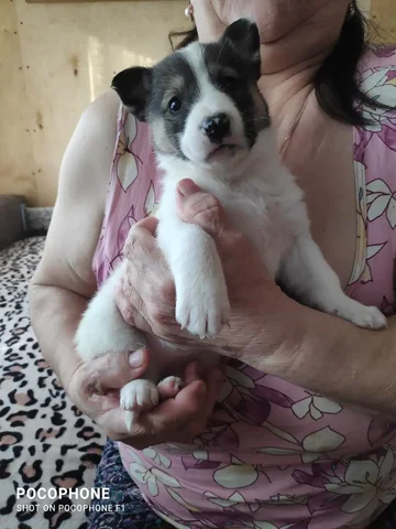 Щенок полтора месяца, шустрый, кушает все - частное объявление в Тюмень