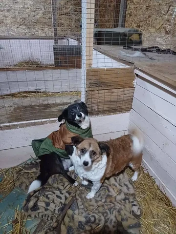 Юта и Белка - собаки из приюта - Собаки в Тюмень