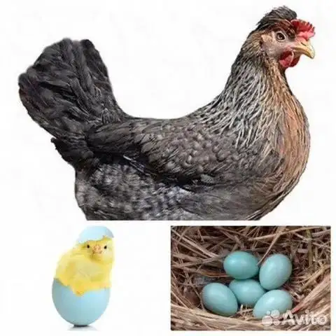 Продажа кур молодок разных пород - Птицы (Животные) в Тюмень