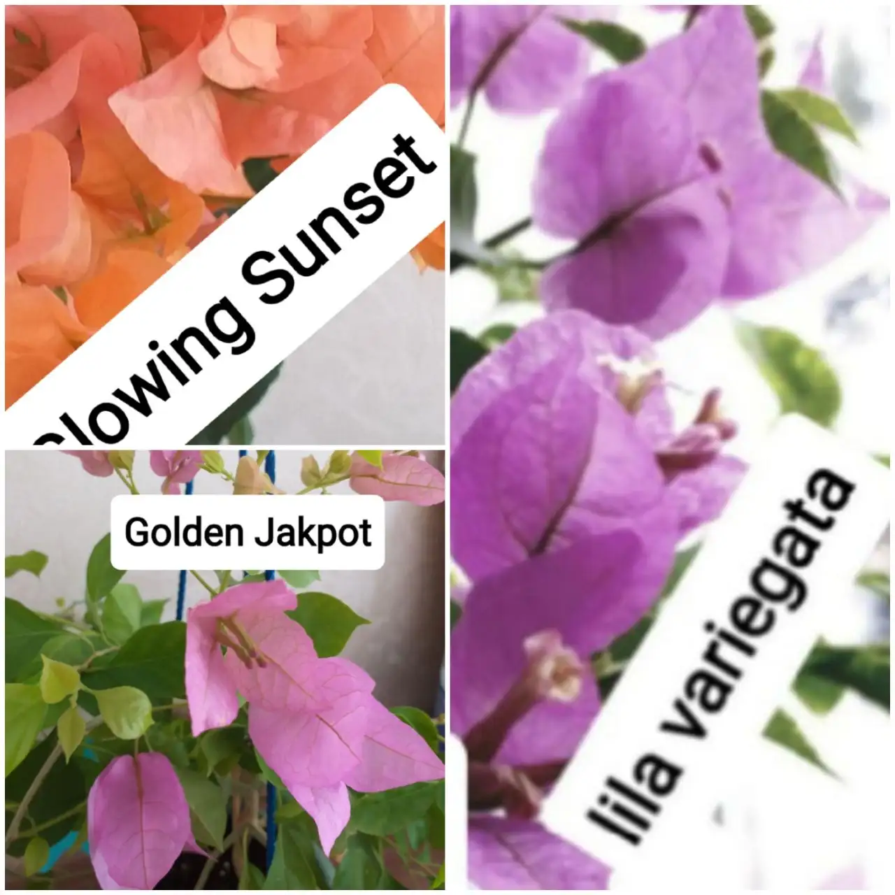 Продажа укорененных черенков бугенвилий и взрослых растений - Растения (Хобби и отдых) в Тюмень