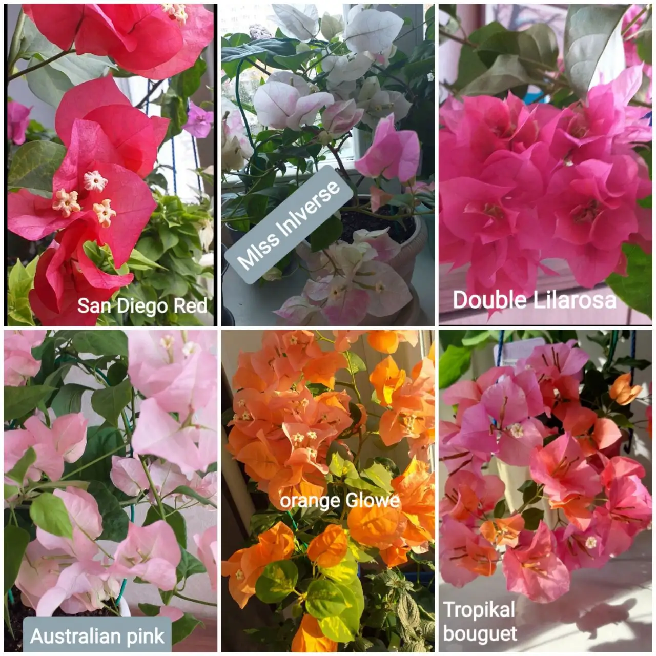 Продажа укорененных черенков бугенвилий и взрослых растений - Растения (Хобби и отдых) в Тюмень