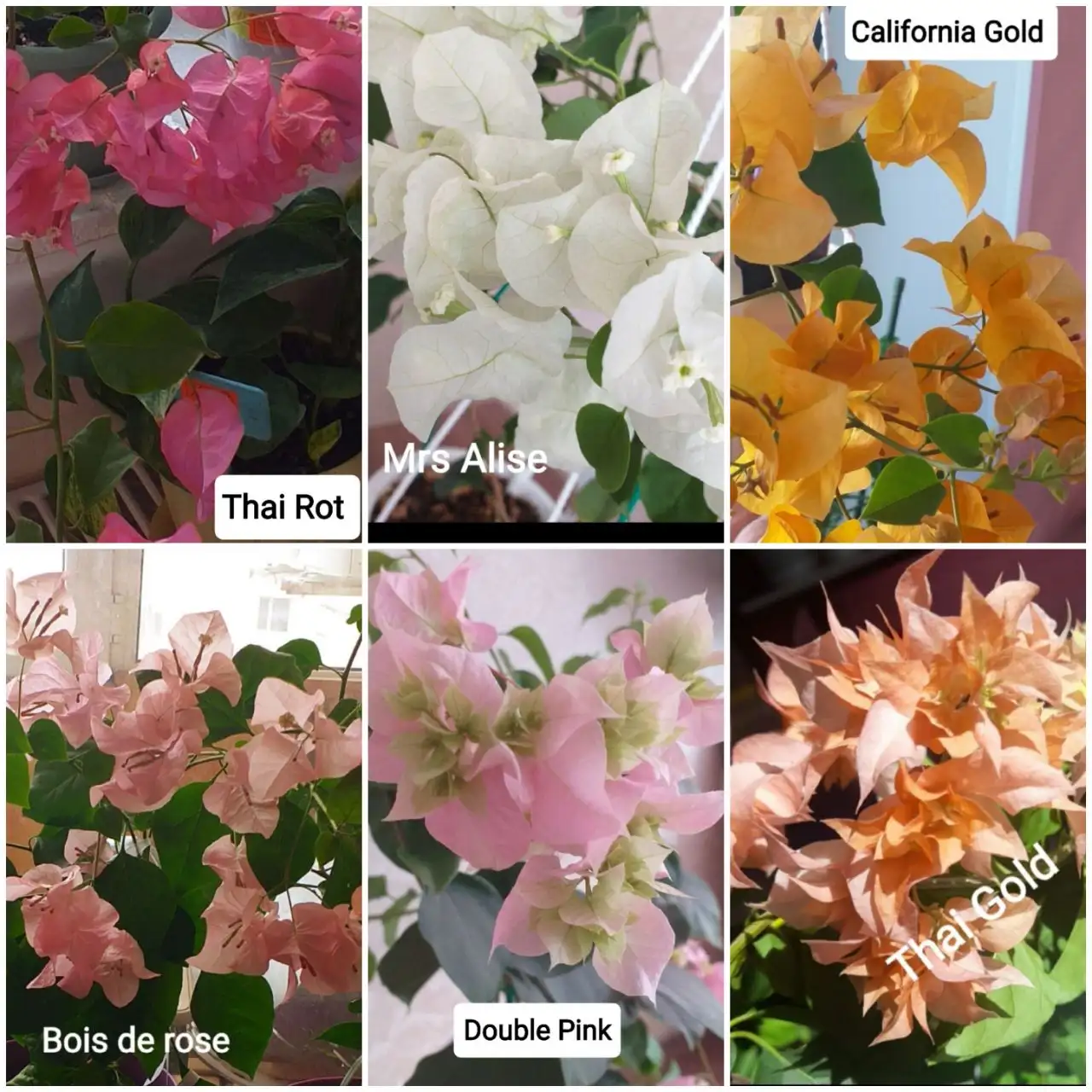 Продажа укорененных черенков бугенвилий и взрослых растений - Растения (Хобби и отдых) в Тюмень