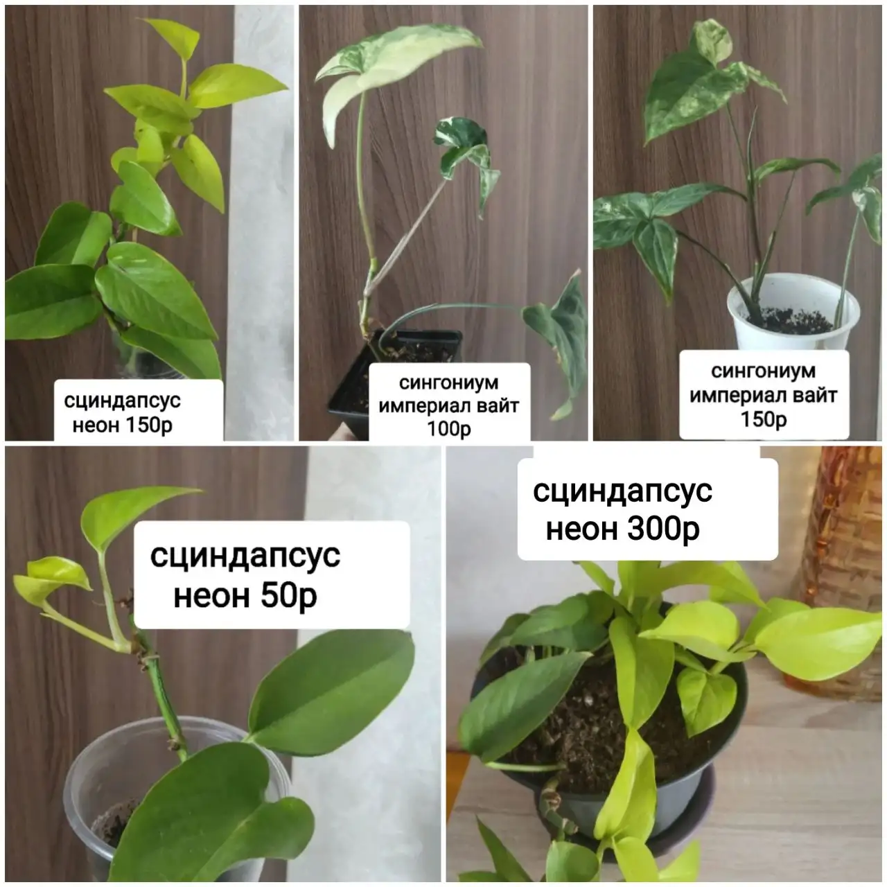 Продажа укорененных черенков бугенвилий и взрослых растений - Растения (Хобби и отдых) в Тюмень