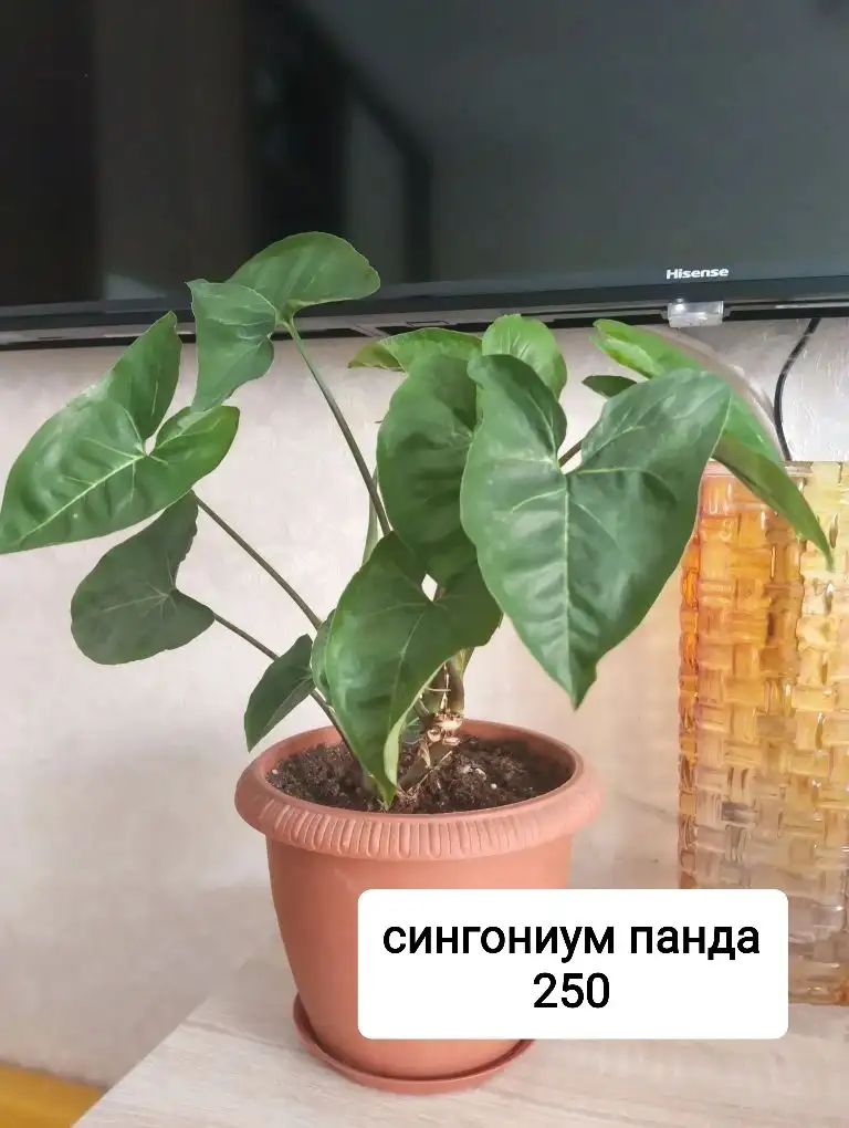 Продажа укорененных черенков бугенвилий и взрослых растений - Растения (Хобби и отдых) в Тюмень