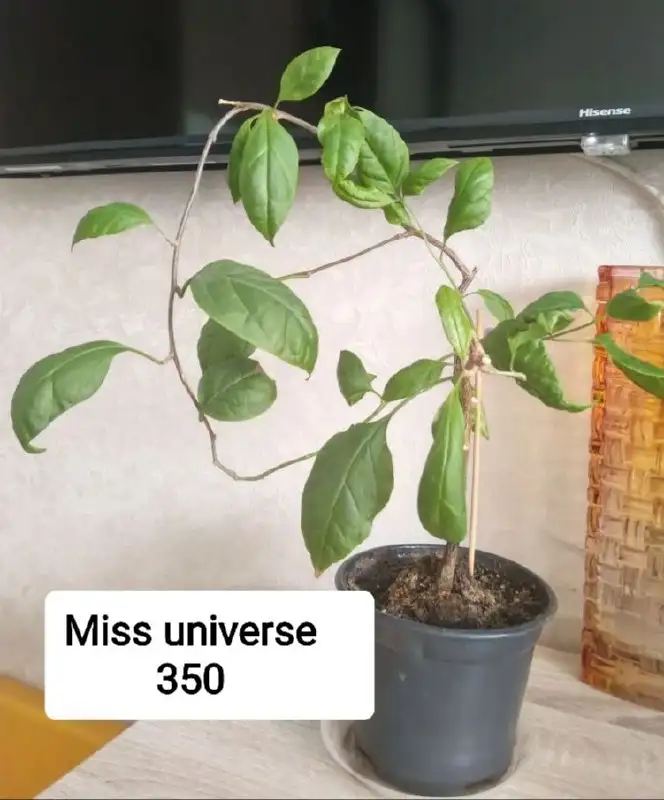 Продажа укорененных черенков бугенвилий и взрослых растений - Растения (Хобби и отдых) в Тюмень