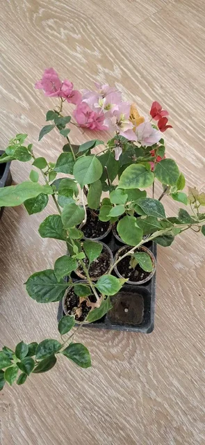 Цветущие бугенвиллии на 8 Марта - Цветы/Растения в Тюмень