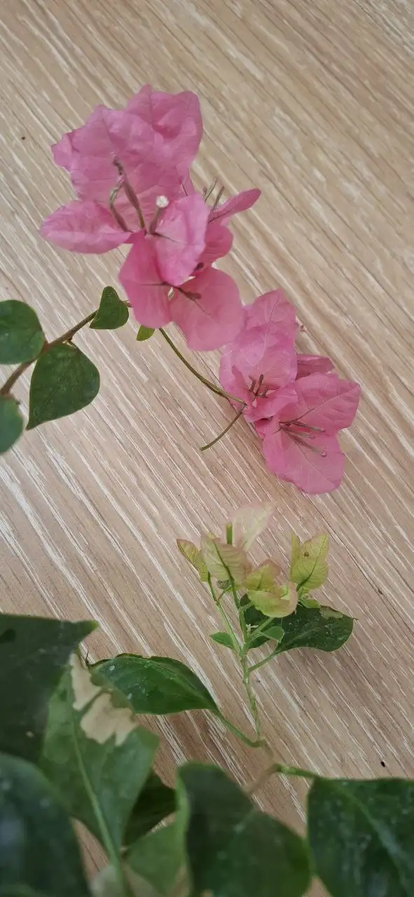 Цветущие бугенвиллии на 8 Марта - Растения (Хобби и отдых) в Тюмень