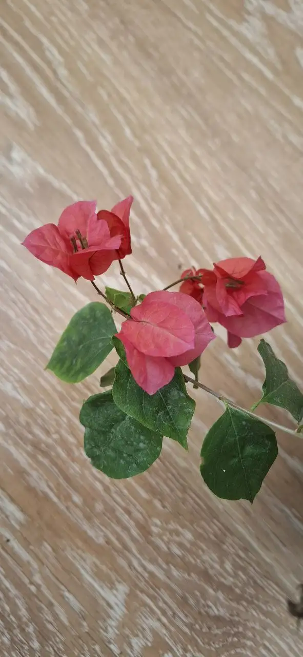 Цветущие бугенвиллии на 8 Марта - Растения (Хобби и отдых) в Тюмень