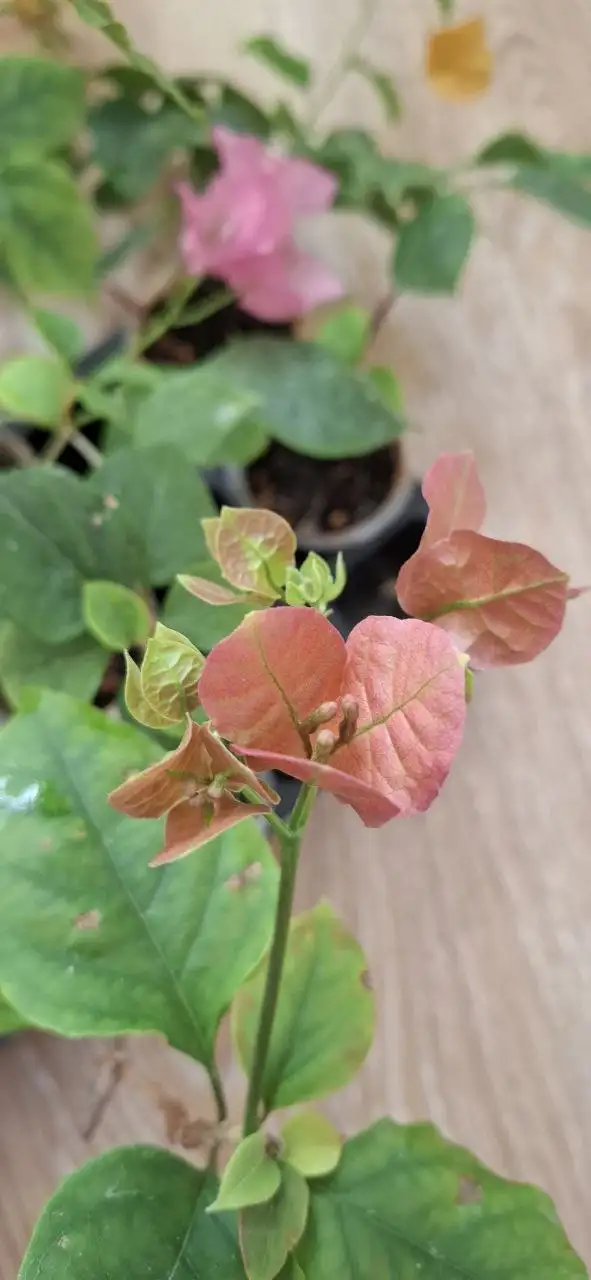 Цветущие бугенвиллии на 8 Марта - Растения (Хобби и отдых) в Тюмень