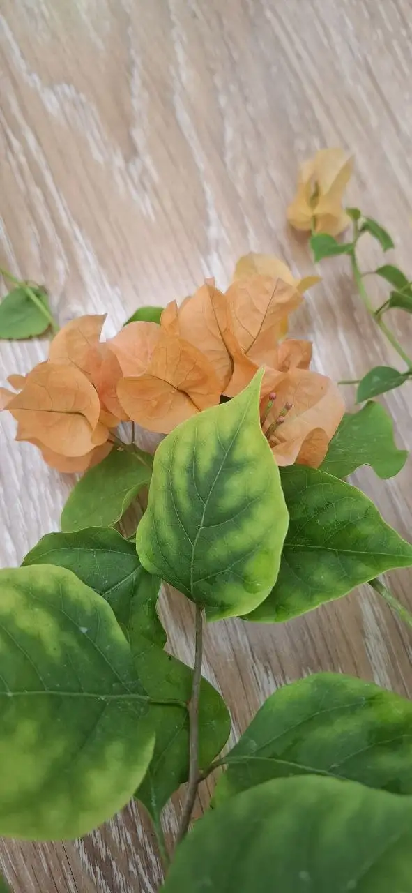 Цветущие бугенвиллии на 8 Марта - Растения (Хобби и отдых) в Тюмень