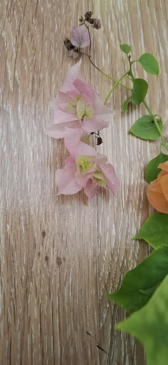 Цветущие бугенвиллии на 8 Марта - Растения (Хобби и отдых) в Тюмень