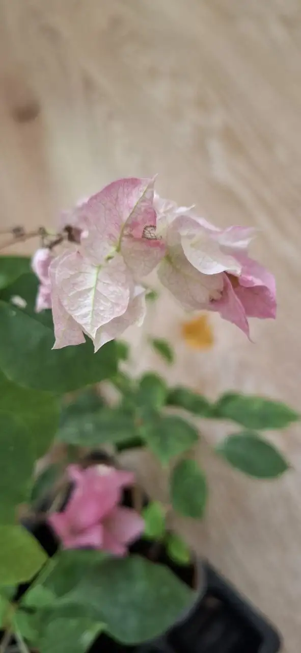 Цветущие бугенвиллии на 8 Марта - Растения (Хобби и отдых) в Тюмень