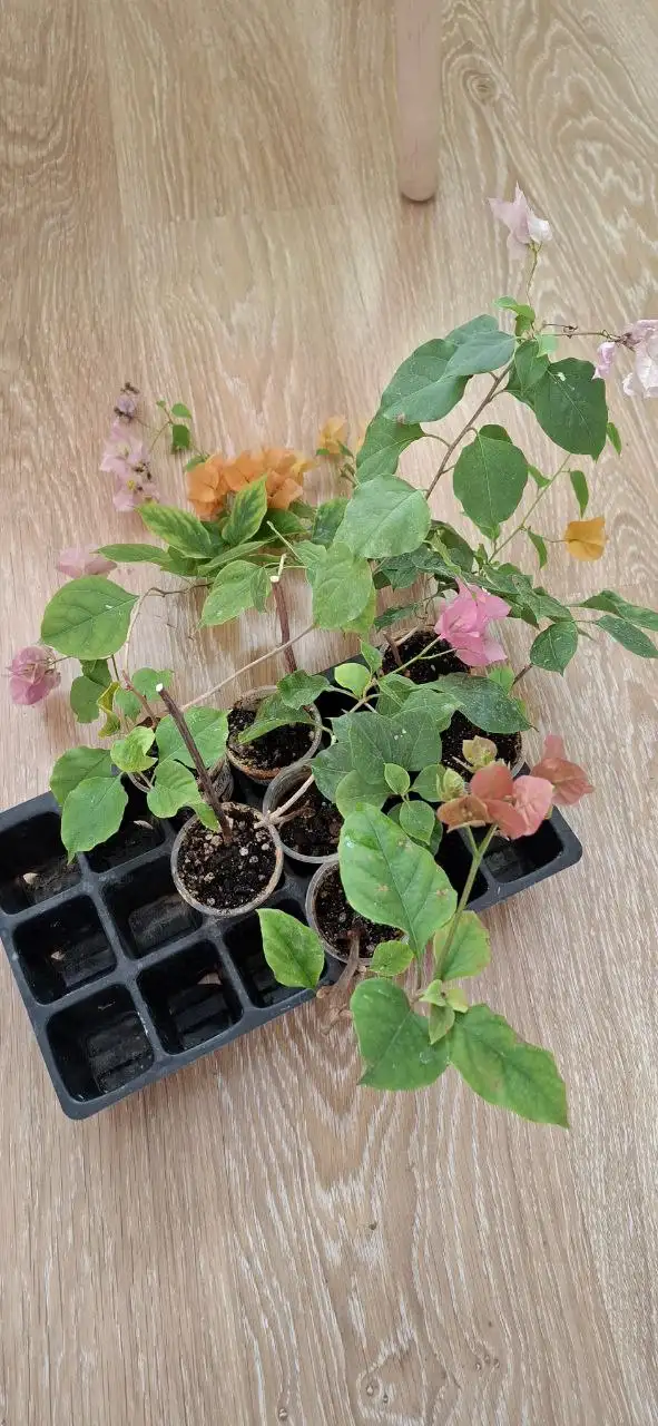 Цветущие бугенвиллии на 8 Марта - Растения (Хобби и отдых) в Тюмень