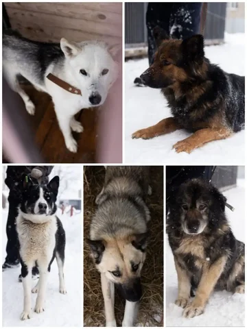 Собаки для души и охраны - частное объявление в Тюмень