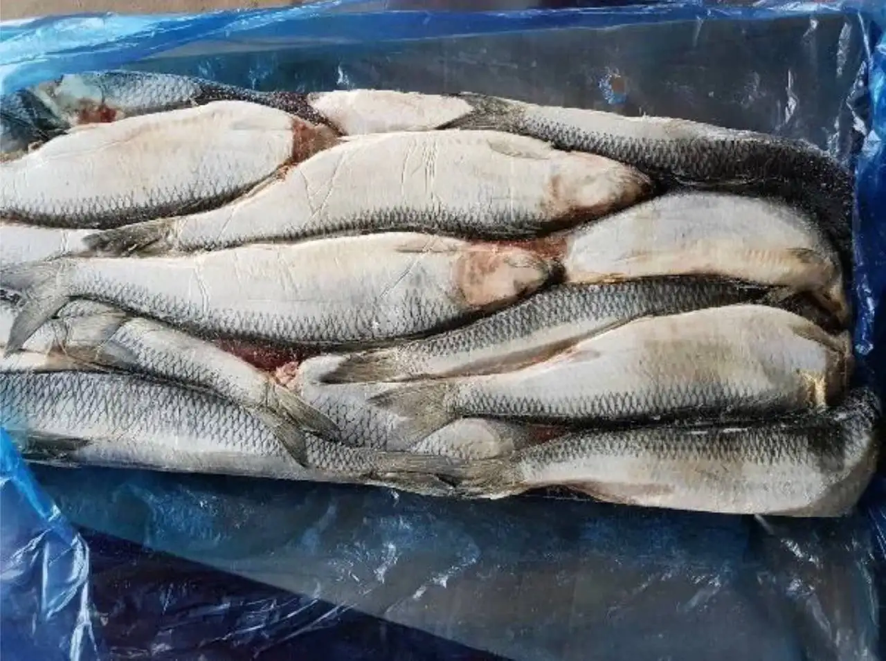 Сельдь Атлантическая свежий вылов - Продукты питания (Барахолка) в Тюмень