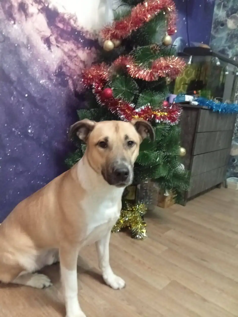 Пес фенотип Стаффа ищет дом - Собаки (Животные) в Тюмень