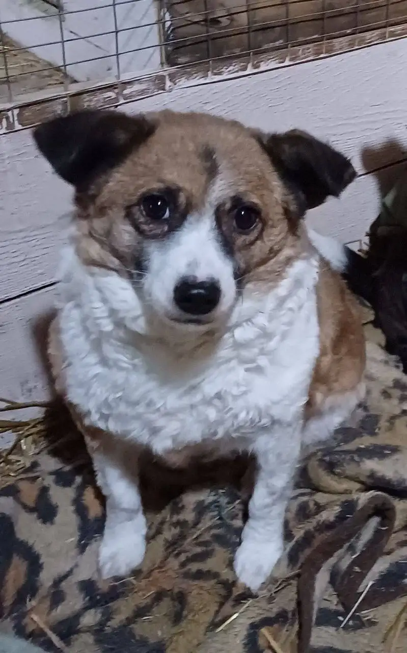 Собака Белка из приюта - Собаки (Животные) в Тюмень